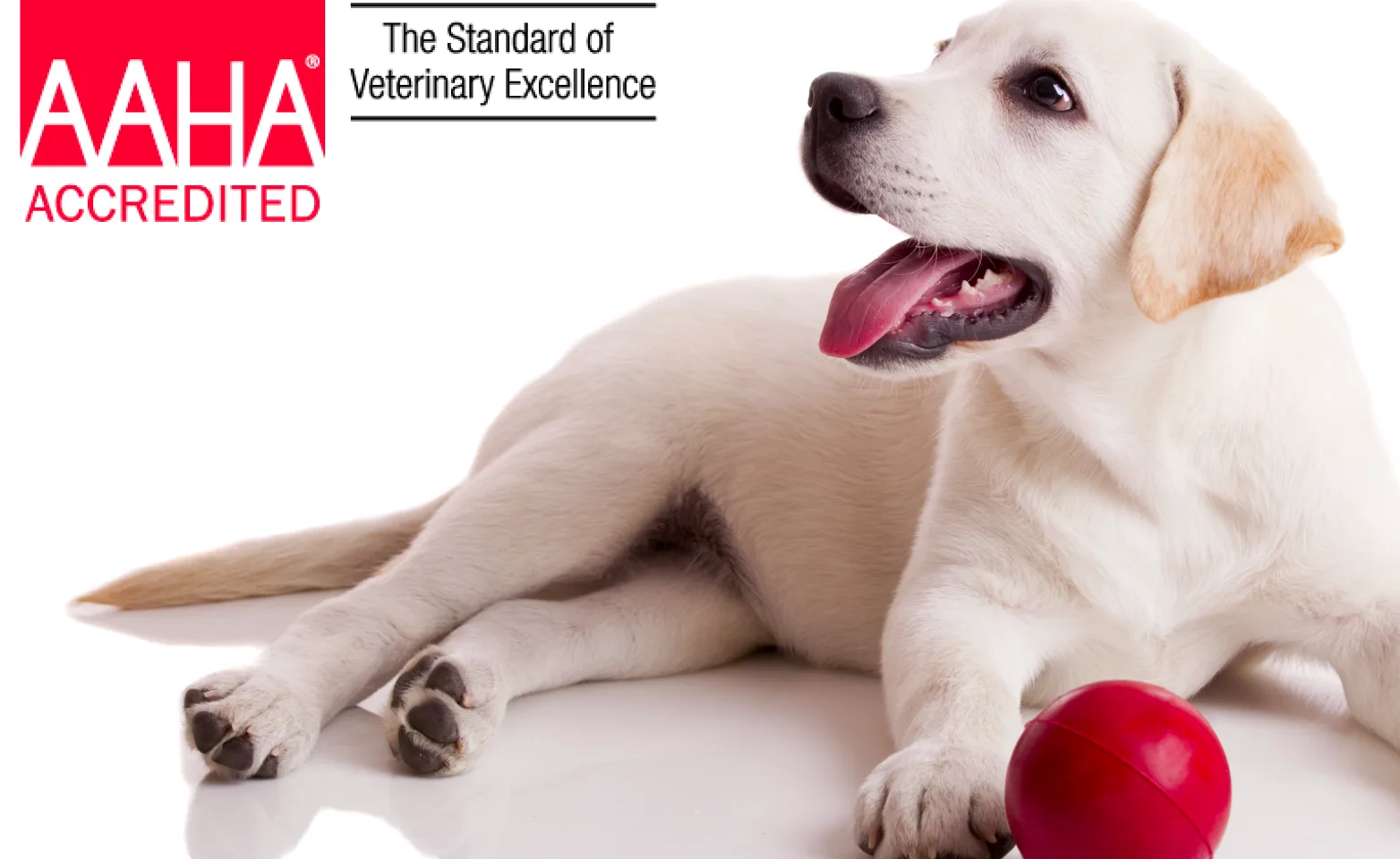 AAHA logo with a dog and ball